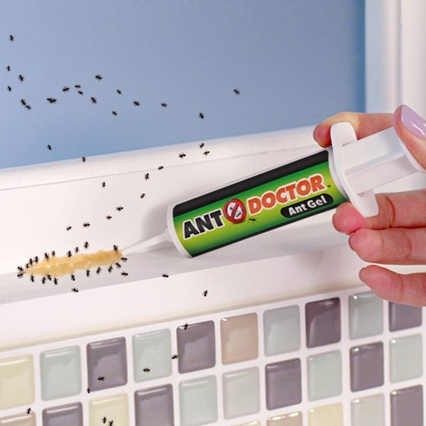 Demonstration of Ant Doctor being squeezed from tube onto ants on a wall