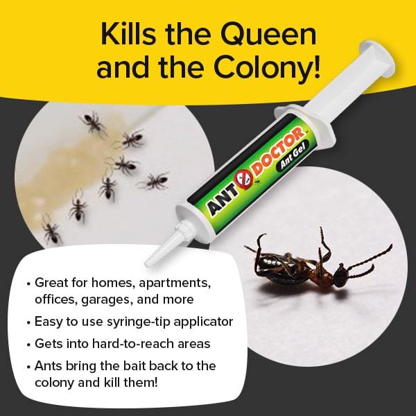Demonstration of Ant Doctor. Ants lying on Ant Doctor gel that was applied on floor. Headlines say Kills the Queen and the Colony. Great for homes, apartments, offices, garages, and more. Easy to use syringe tip applicator. Gets into hard to reach areas. Ants bring the bait back to the colony and kill them.
