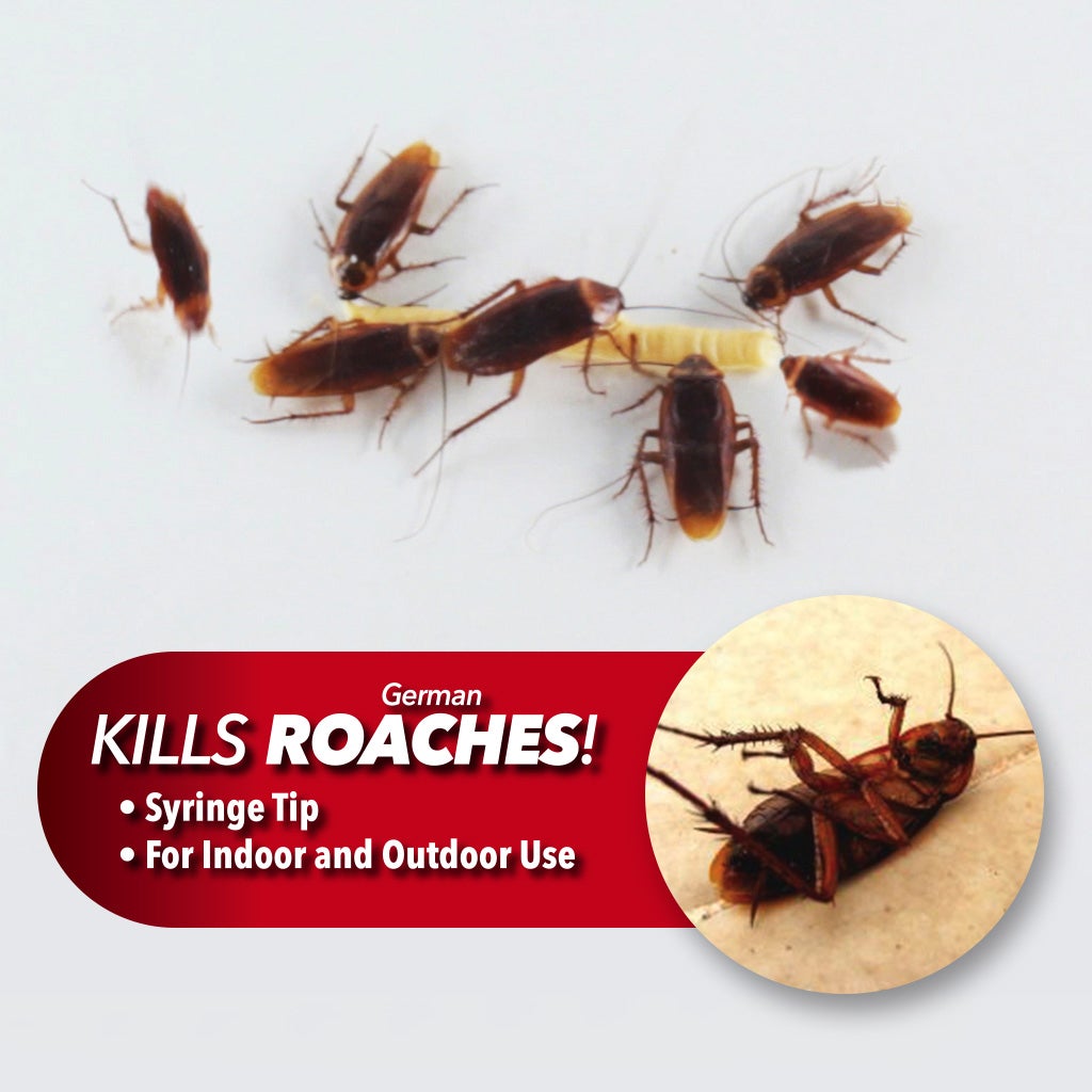 Roaches eating Roach Doctor and one showing dead